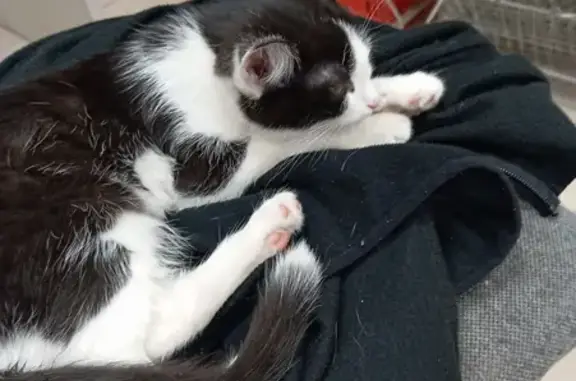 Найдена кошка, ул. Гафури, 101, Уфа