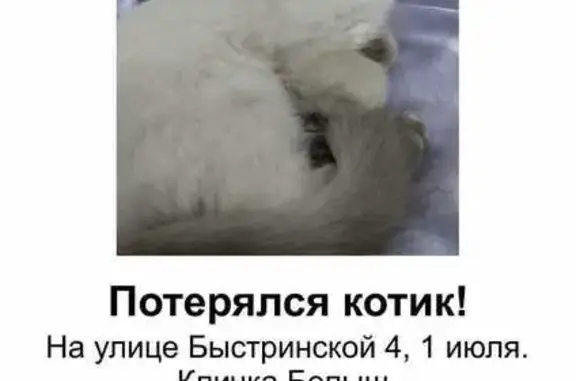 Пропала кошка, Быстринская ул. 4, Сургут