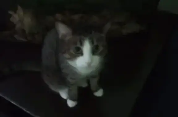 Пропала кошка, ул. Ленина, 8, Кулунда