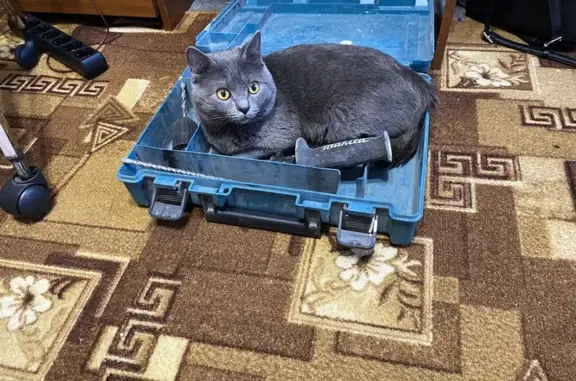 Кошки потеряшки, Бийск, фото: Потеряшка кошка, Бийск, Воинов-Интернационалистов 84