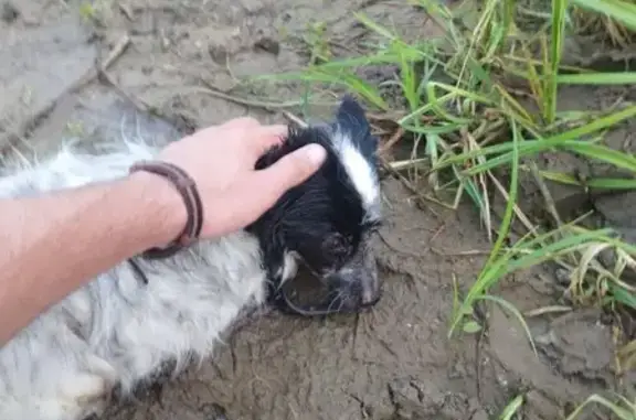 Найдена собака, Жлобин, фото: Спасена собака, ул. Карла Маркса, 6, Жлобин