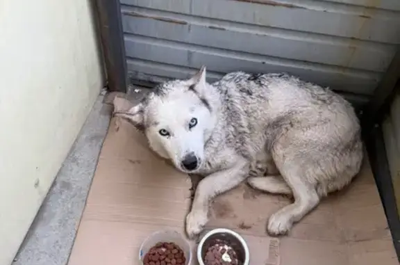 Хаски найдена: ул. Ярославского, 258И, Иркутск