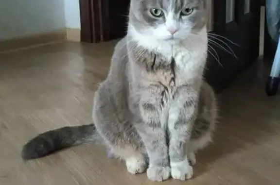 Кошки потеряшки, Березовка, фото: Потеряшка кот, Центральная 44, Берёзовка