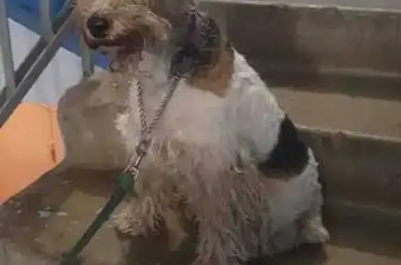 Найдена собака, Челябинск, фото: Собака найдена: пр. Победы 322, Челябинск