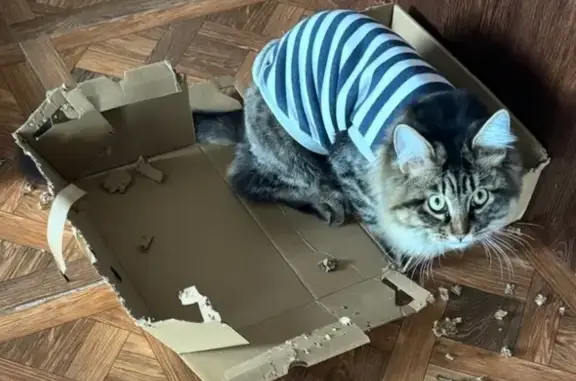 Пропала кошка на Свердлова, 15А, Прохладный