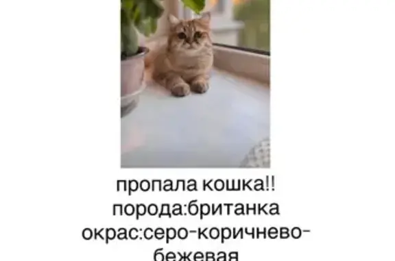 Пропала кошка, Чичеринская 5 к2