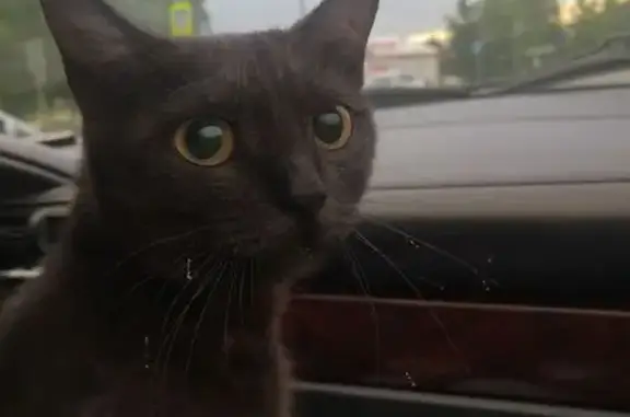 Найдена кошка, Ноябрьск, фото: Кошка найдена, Школьная 2, Ноябрьск