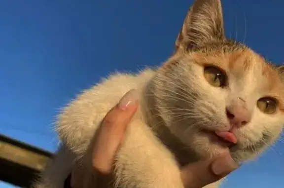 Пропала кошка Плюша, ул. Ленина, 24-1