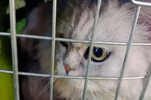 Поиск домашних животных, фото: Кошка найдена на ЦКАД, 2, Красный Путь