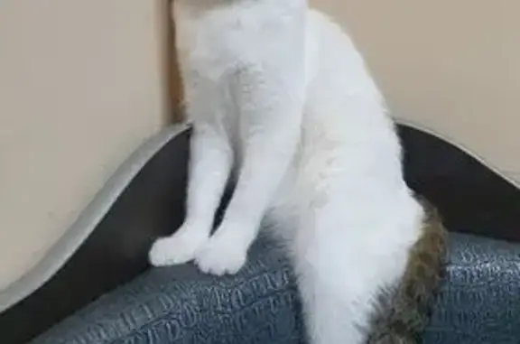 Кошки потеряшки, Иркутск, фото: Потеряшка кошка, Севастопольская 235, Иркутск