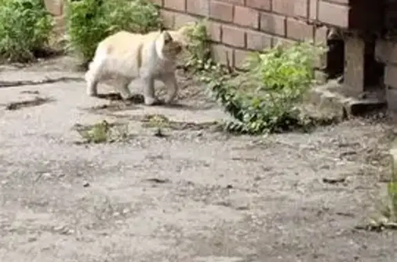 Кошка найдена: Джамбульская 12А, Крск.