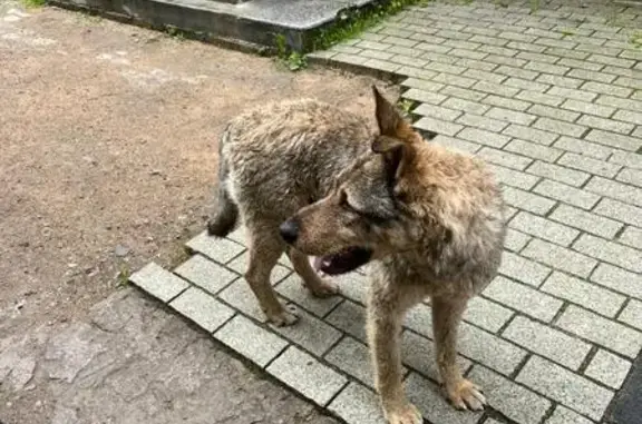 Найдена собака, Смоленский пер., 32, Тверь