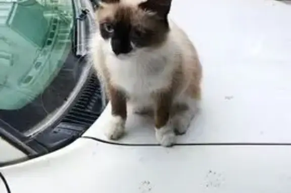 Кошка найдена: ул. А. Тимошенкова, 173