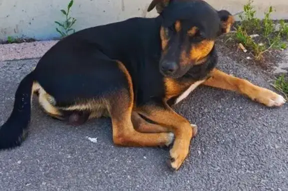 Потерялся пёс: пр. Победы, Курск