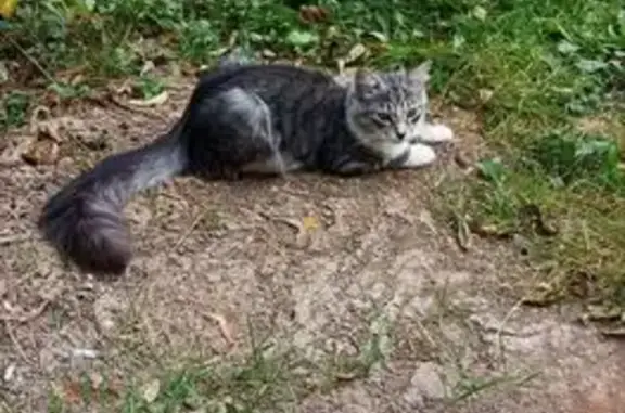 Пропала кошка, 23 Радужный
