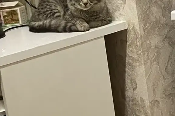 Пропала кошка, ул. Сухэ-Батора, 2, Элиста