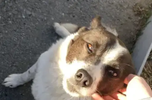 Собаки потеряшки, Тюменская область, фото: Потеряшка собака на Центральной площади, Тюмень