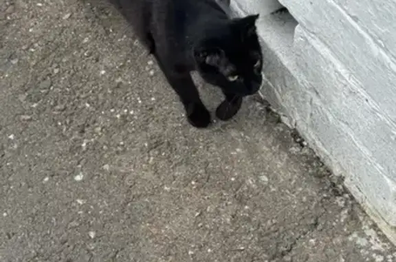 Кошка найдена: Кайдаловская ул, 17, Чита