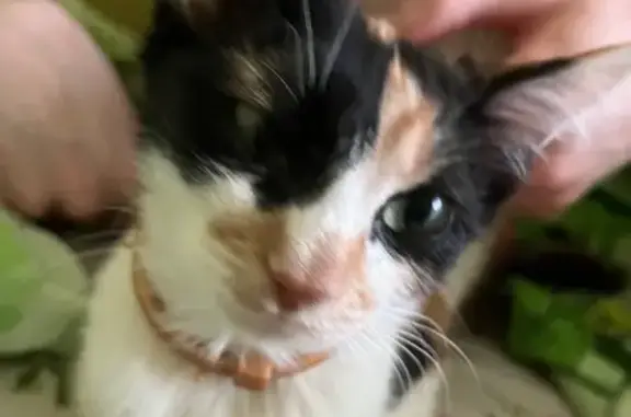 Пропала кошка, ул. Гладышева, 1, Руза