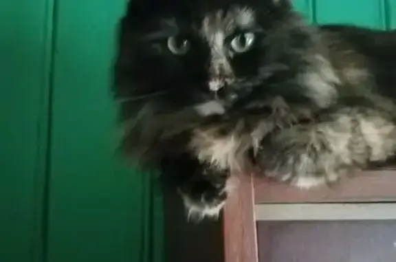 Кошки потеряшки, Нижегородская область, фото: Потеряшка кошка: Нижний Новгород, пл. Минина, 7