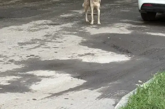 Собака найдена: ул. 40-летия Победы, 38Б