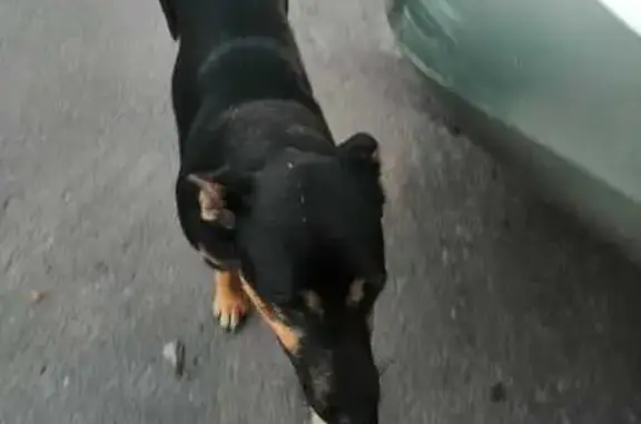 Потерян пёсик на проспекте Победы, Курск