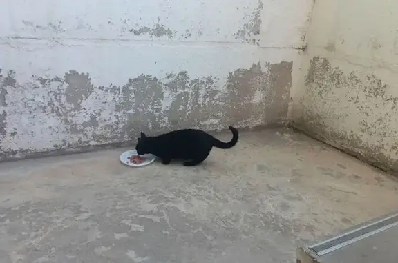 Кошка найдена на Матросова, 12А, Смоленск