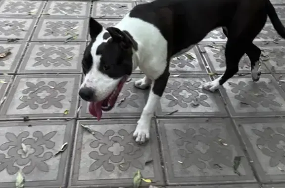 Собака найдена: ул. 14-я Линия, 2А, Омск