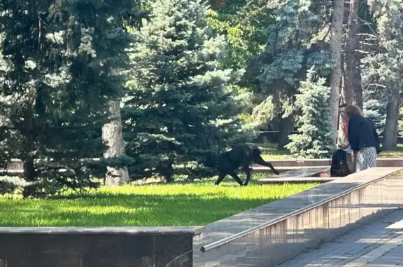 Найдена собака, Ростов-на-Дону, фото: Собака найдена на Большой Садовой, Ростов-на-Дону