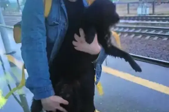 Найдена собака, Рощино, фото: Найдена собака, Советская ул. 39, Рощино