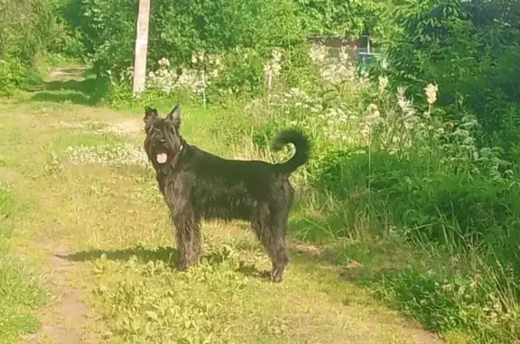 Найдена собака, Кисельнинское сельское поселение, фото: Собака найдена: Октябрьская дорога, Кисельнино