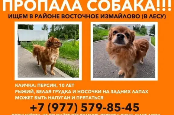 Пропала собака на 15-й Парковой, 18 к2