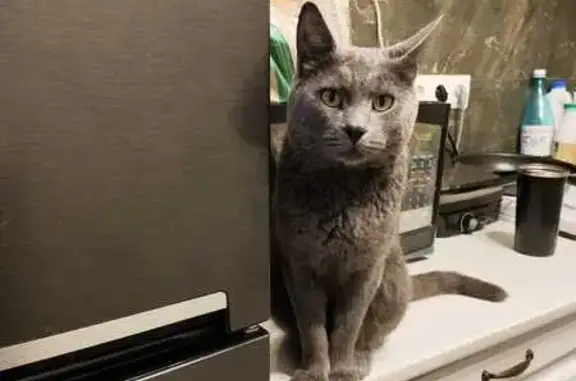 Кошки потеряшки, Лесной Городок, фото: Потеряшка кошка, Молодёжная 2, Лесной Городок