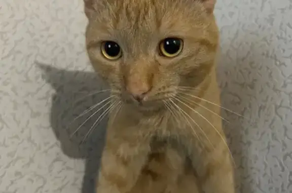 Потерянные животные Ханты-Мансийск, фото: Пропала кошка, Ближний пер., Х-Мансийск