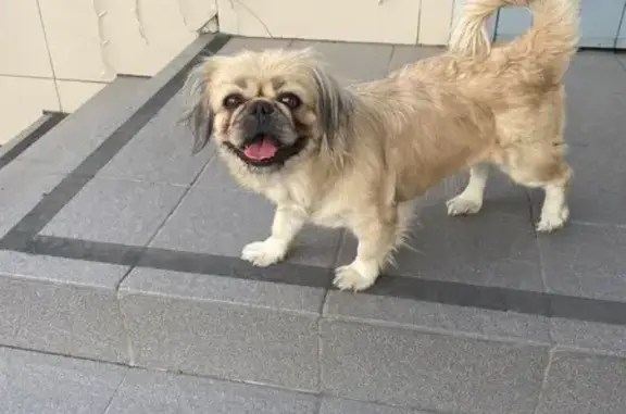 Пекинес найден: ул. Богомягкова, 50, Чита