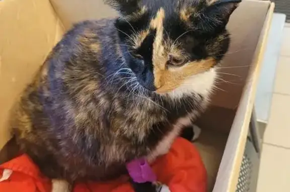 Трехцветная кошка найдена на Пржевальского, 45