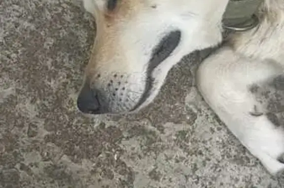 Найдена собака, Тульская область, фото: Собака найдена в Зайцево, Тульская обл.