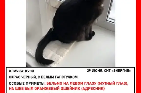 Пропал кот Кузя в СНТ Энергия, Марий Эл