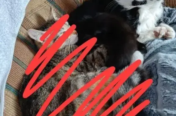 Кошки потеряшки, Колпашево, фото: Потеряшка кошка, ул. Трифонова, 65, Колпашево