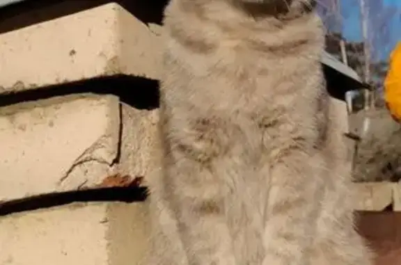 Пропала кошка, Зелёная ул., Токсово