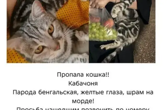 Пропала бенгальская кошка, 2-я Целиноградская, Краснодар