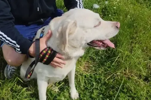 Найден лабрадор, ул. Танкиста Хрустицкого