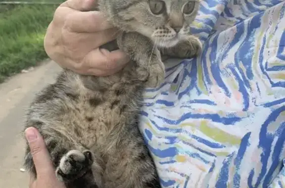 Найдена кошка, Королёв, Свободная 1А