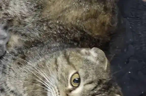 Найдена кошка, , фото: Кошка найдена: ул. 9-я Линия, 9, Бузулук