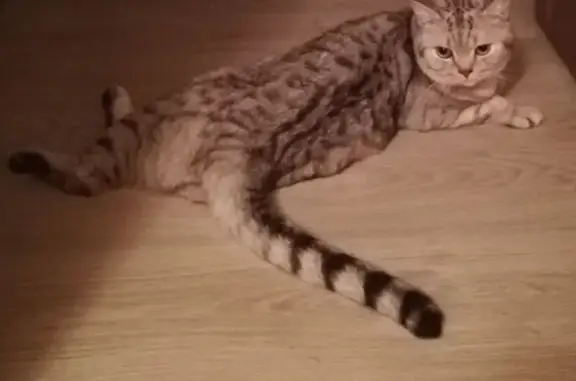 Кошки потеряшки, Орша, фото: Потеряшка кошка, Могилёвская 93, Орша