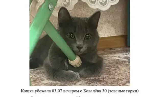 Пропала кошка, ул. Ковалёва, 30, Томск