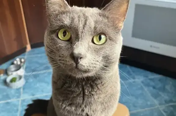 Пропала кошка на Счастливой улице, Подпорожье