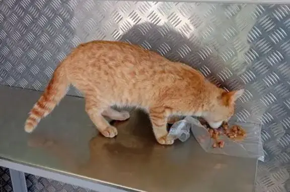 Рыжая кошка найдена в Пятёрочке, Черепанова