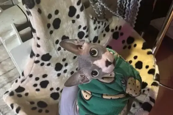 Пропала кошка на Лесной, 4А