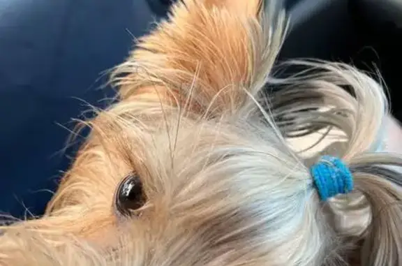 Собака найдена на проспекте 60 лет СССР